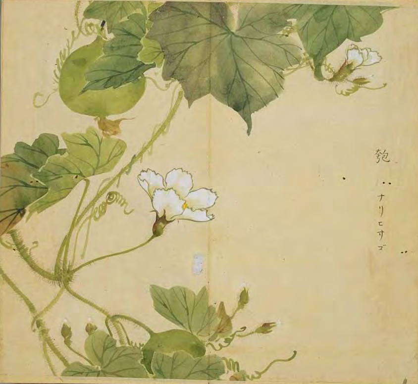 匏