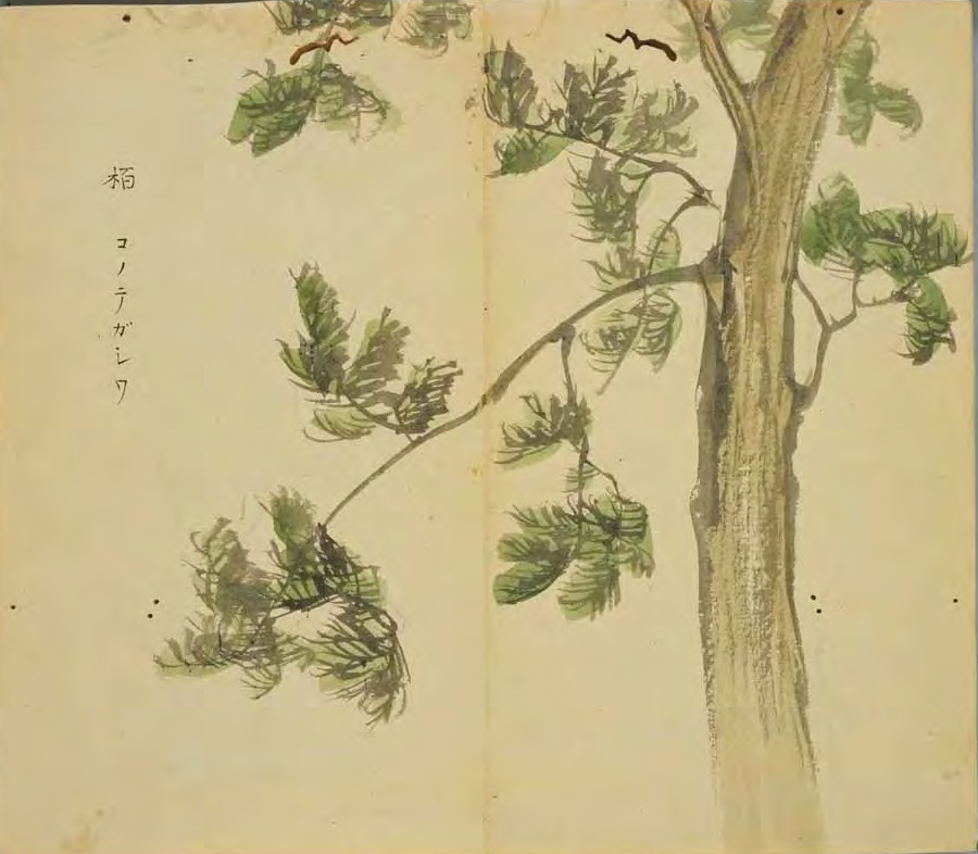 柏